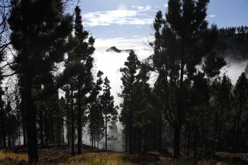 15-10-19 SUPLEMENTOS. ZONA CUMBRERA. ZONA CUMBRERA. Reportaje zonas quemadas tras dos meses. Reportaje triple entrega sobre el paisaje quemado, al cumplirse dos meses. La primera parte será Los tesosos de la Cumbre, en plan más positivo, con los brotes verdes, lugares que visitar. Un segundo con los héroes sin capa, sus protagonistas y una tercera con Lo que el fuego se llevó o Lo perdido, la parte más triste.  Fotos: Juan Castro.  | 15/10/2019 | Fotógrafo: Juan Carlos Castro