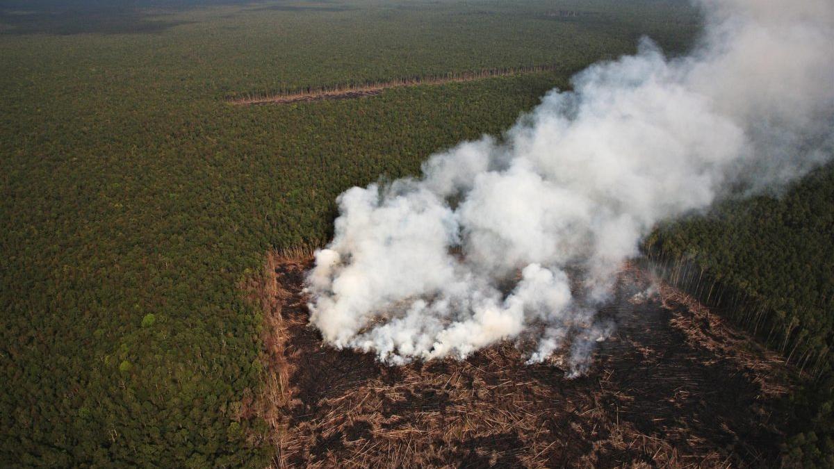 El Amazonas pierde capacidad de recuperación