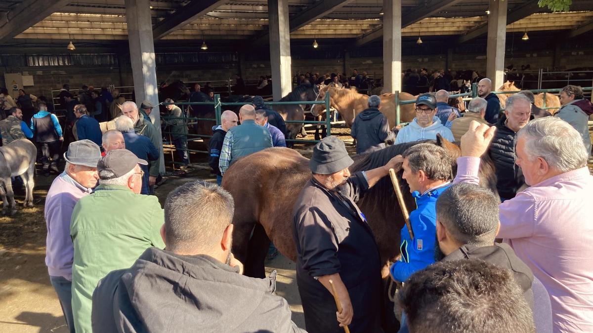 Buenos tratos y ejemplares en la multitudinaria feria equina de San Simón, en Grado