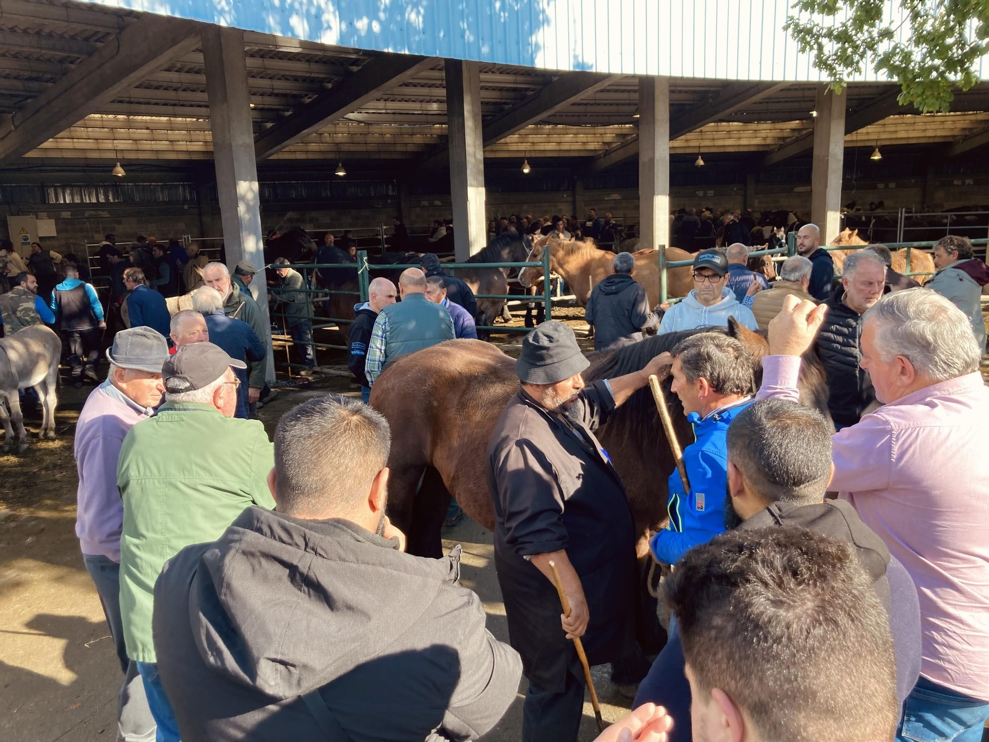 Buenos tratos y ejemplares en la multitudinaria feria equina de San Simón, en Grado