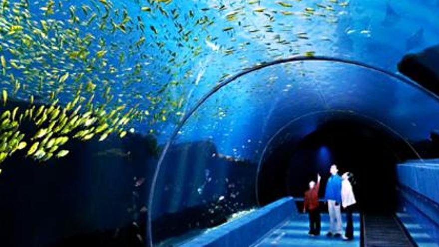 El Ayuntamiento da luz verde al acuario en Las Palmas de Gran Canaria