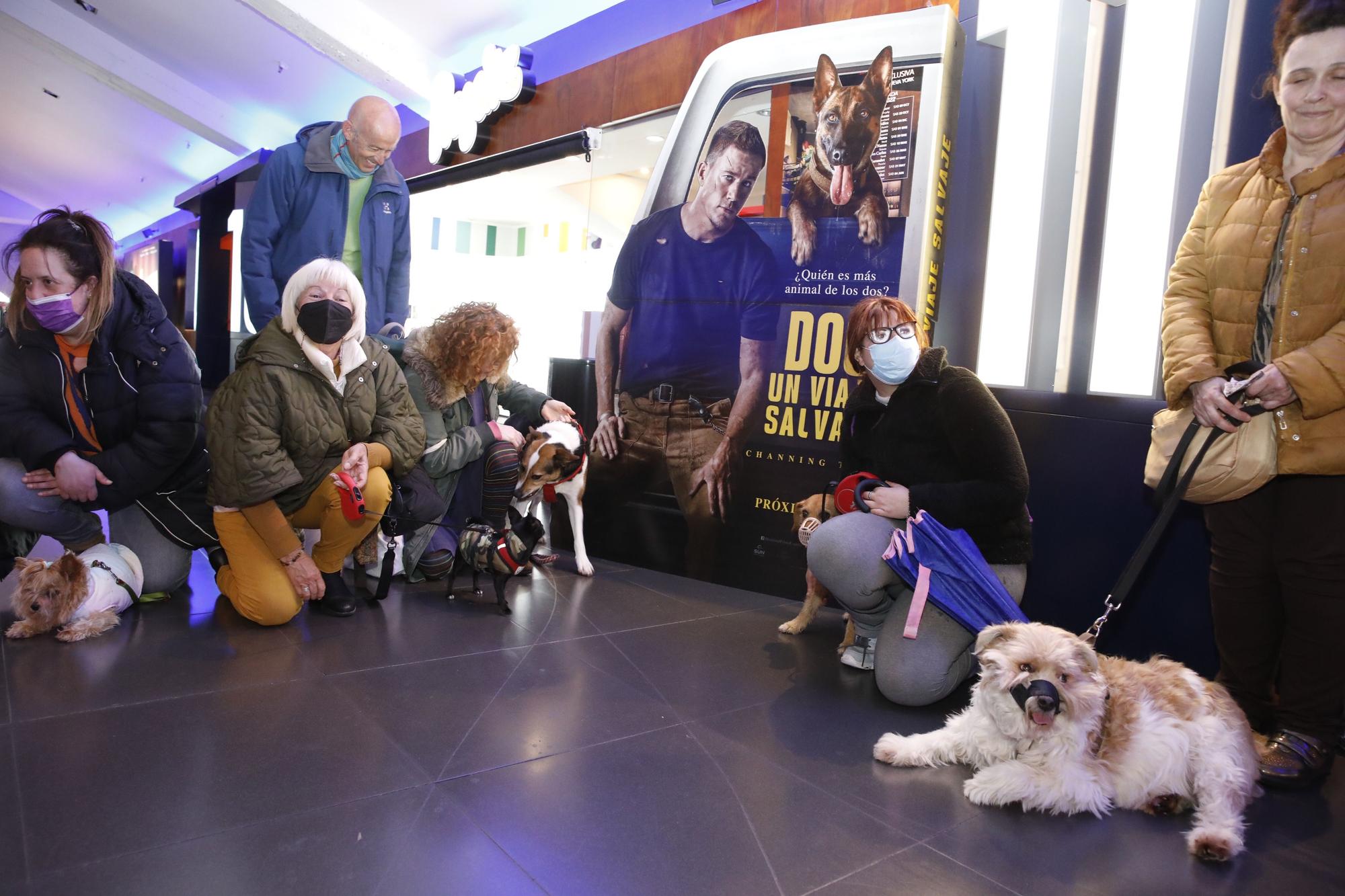 partícipe Menos que reparar En imágenes: los perros ya van al cine en Gijón - La Nueva España
