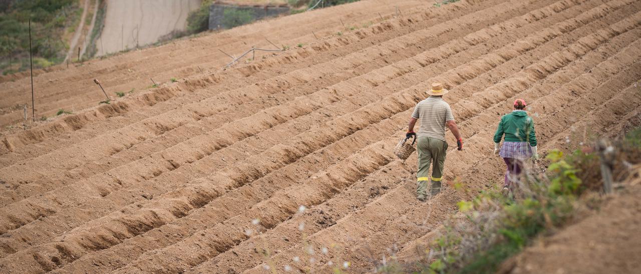 Dos agricultores trabajan en una huerta.