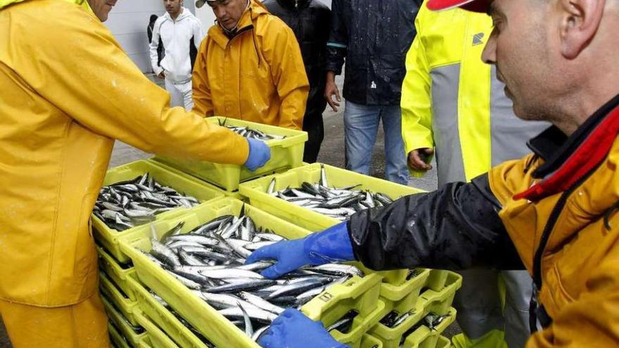 Varios marineros descargan cajas de anchoa en puerto. esteban cobo