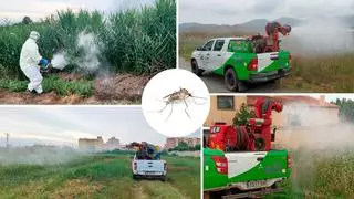 Castellón contraataca para frenar los mosquitos