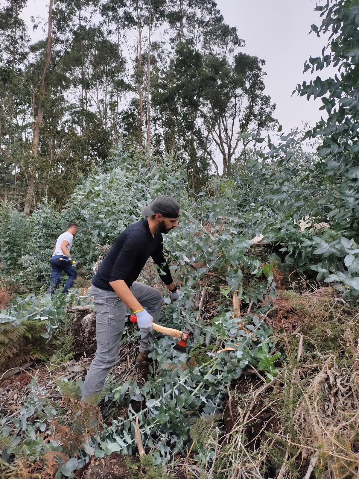 El encuentro incluyó una actividad de eliminación de eucaliptos y acacias en Baroña.