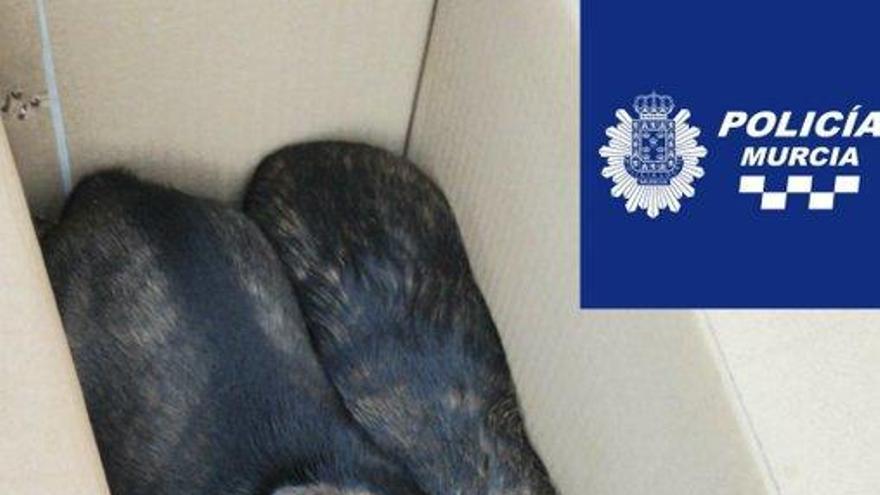 Encuentran tres cachorros abandonados en una caja al sol en Murcia