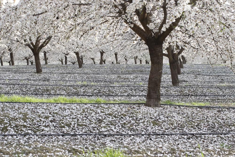 Almendros en flor, un espectáculo de la naturaleza