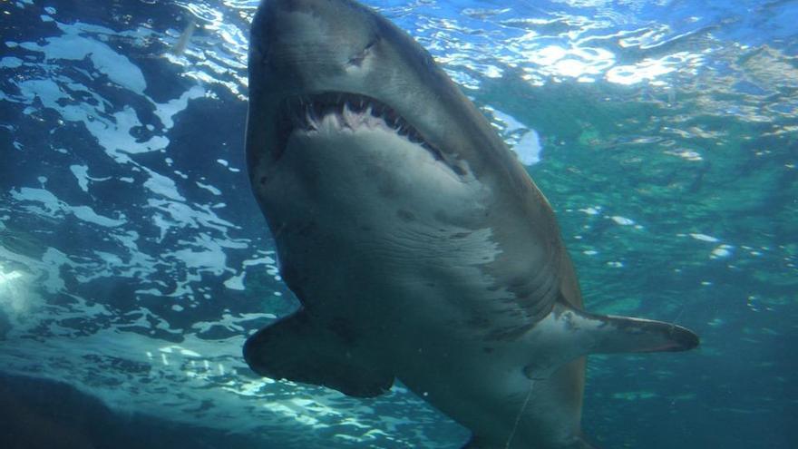 ¿Existen tiburones de más de 20 metros de largo?