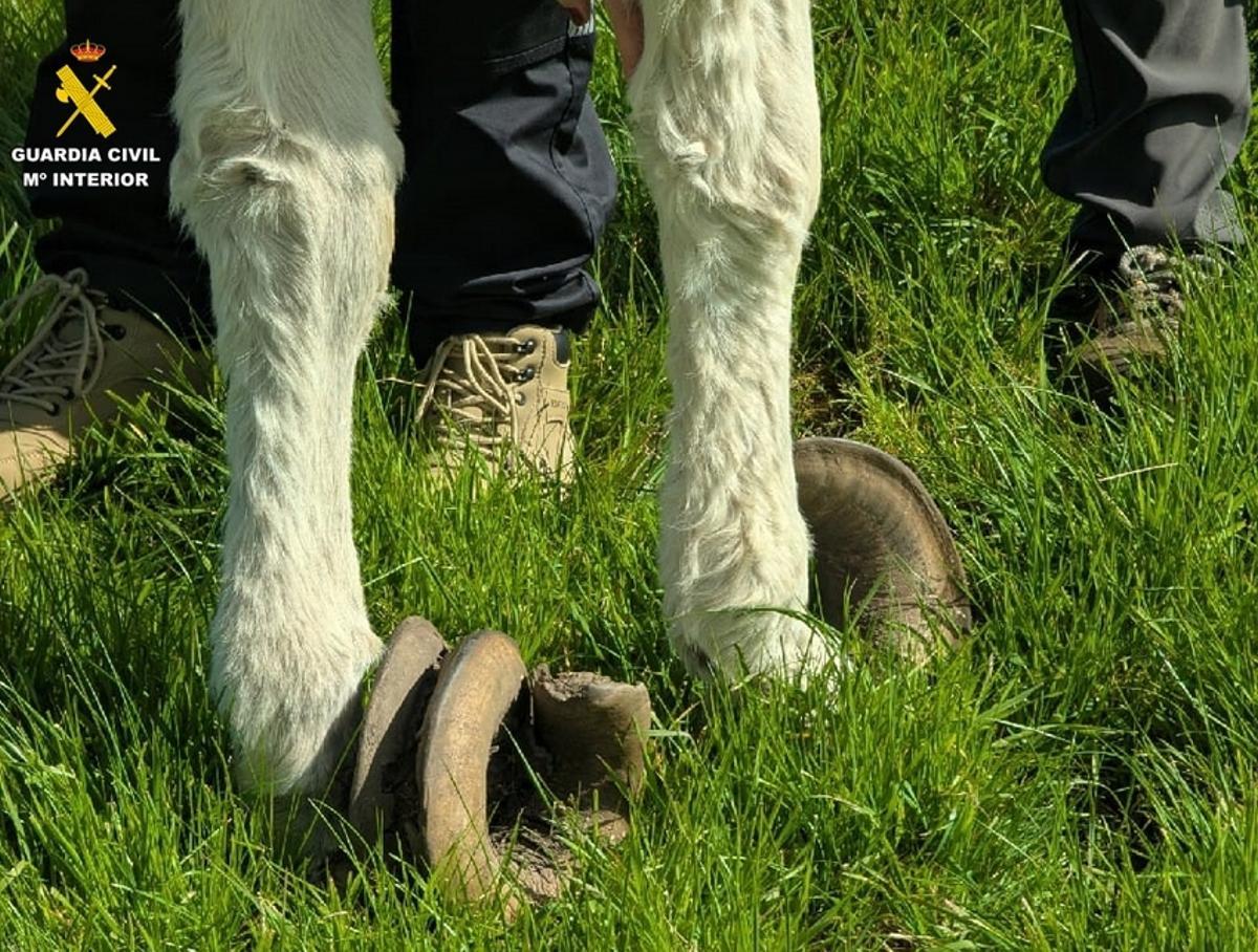 Estado de las patas del asno