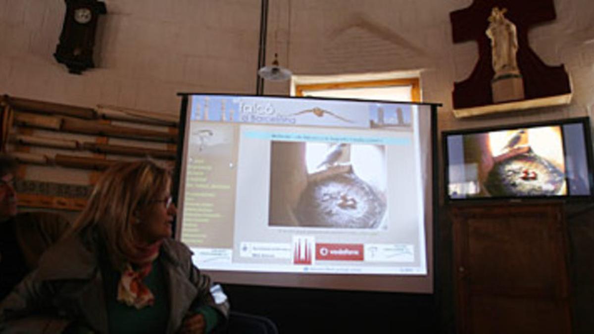 Presentación de la 'webcam' del nido de halcones de la Sagrada Família.