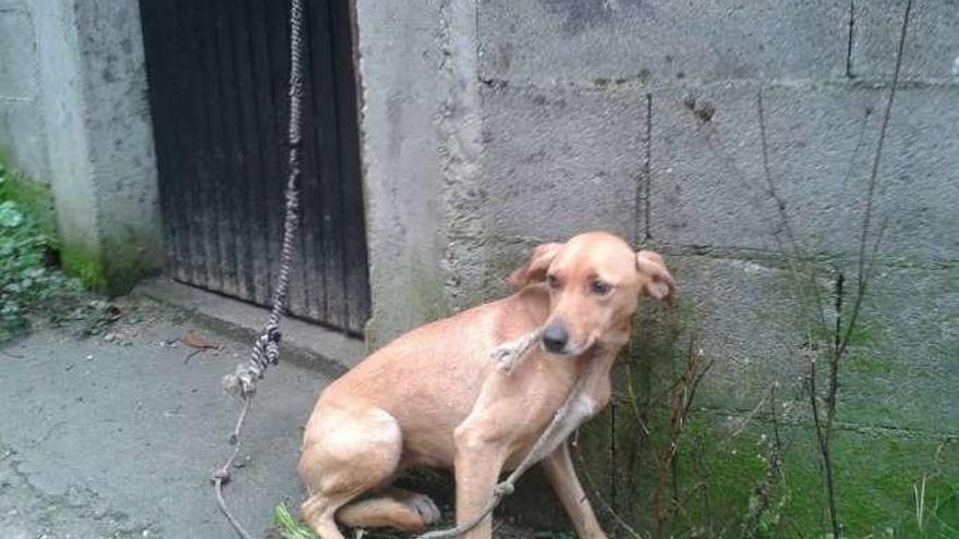 El perro abandonado ayer atado en la puerta del refugio. // S.A.