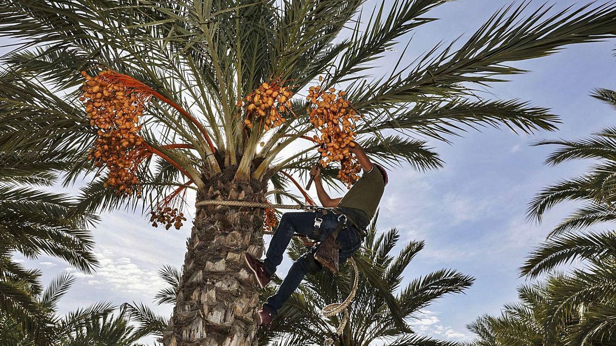 Un productor en el corte oficial de dátiles de Elche antes de la pandemia de coronavirus.