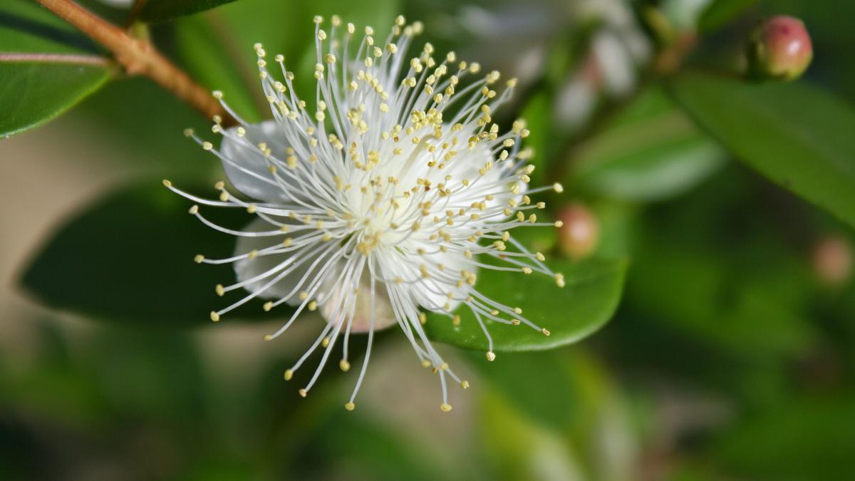 El mirto funciona como ambientador natural