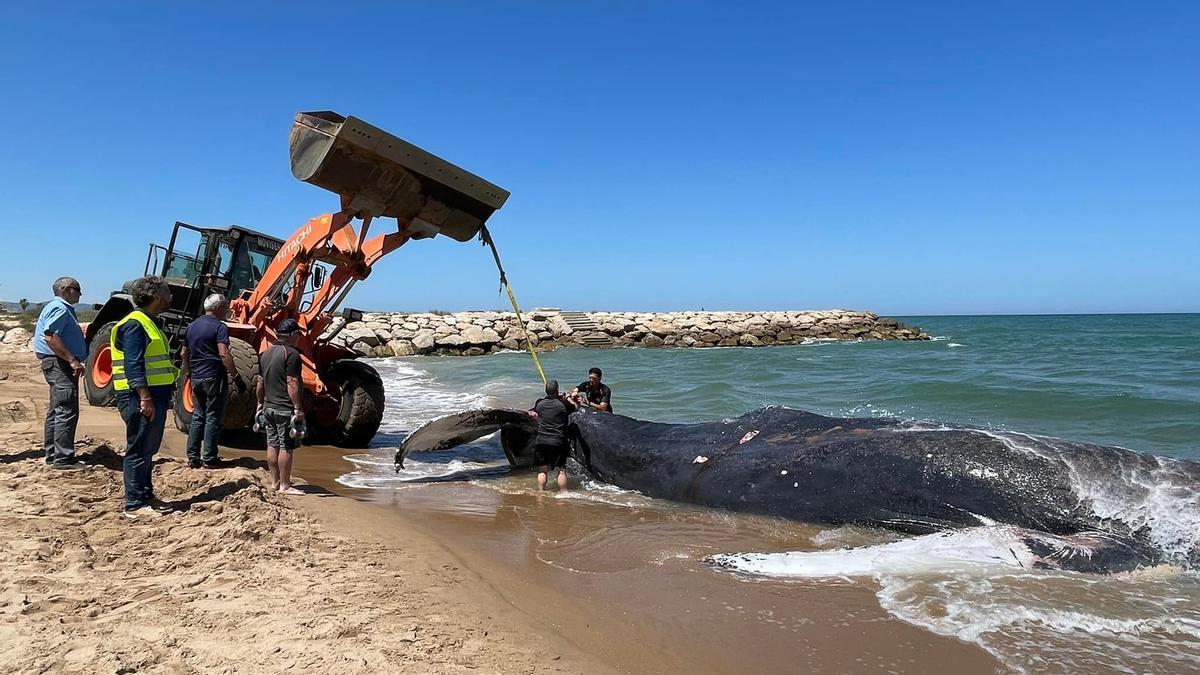 Momento en que sacan a la ballena del agua