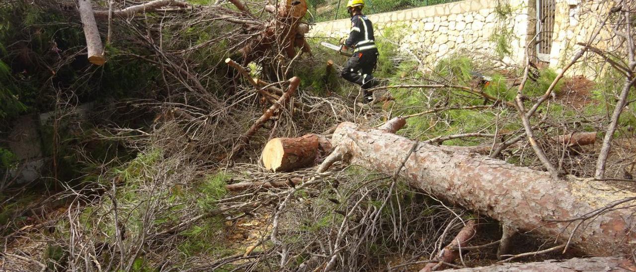 Un enorme árbol caído en Xàbia provocó enormes problemas para su retirada. | C.LÓPEZ