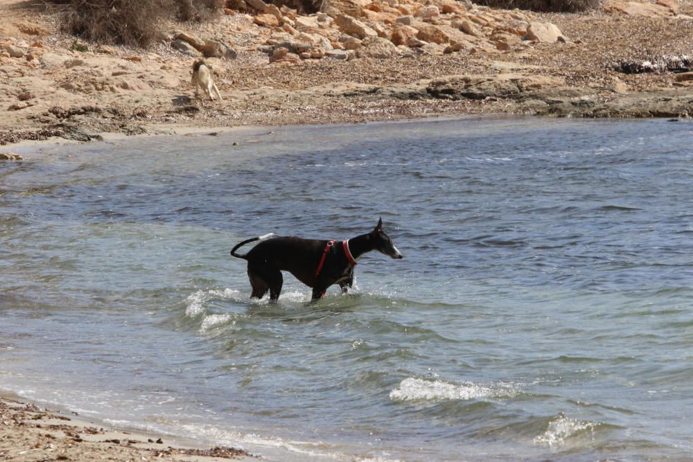 Primera playa abierta para los perros todo el año en Ibiza.