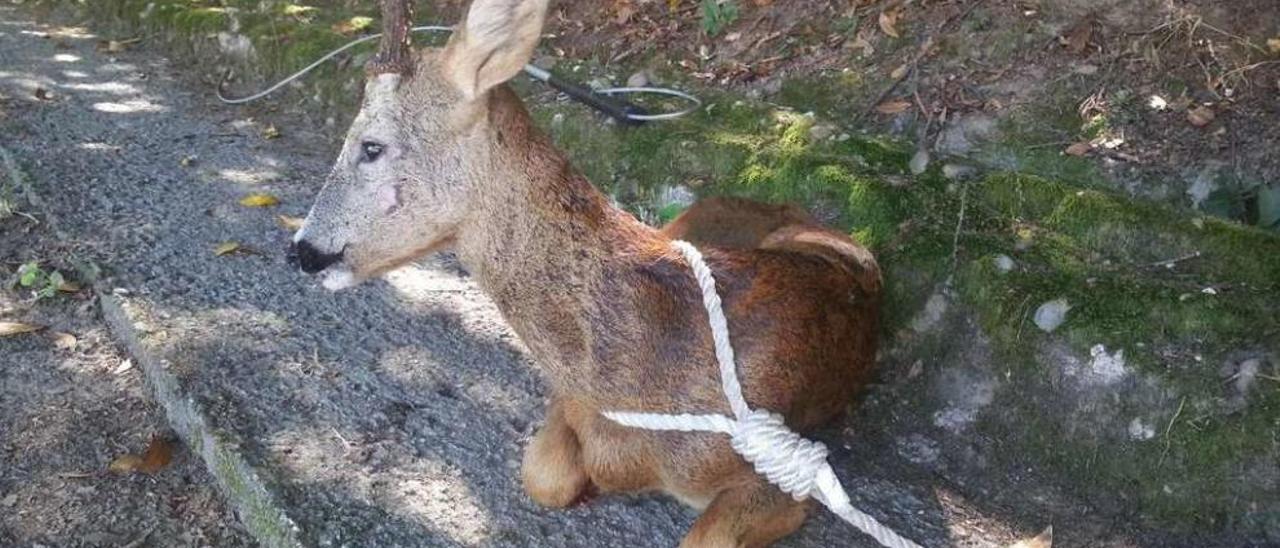 Ejemplar de corzo hallado por la UMIR en la parroquia de Sampaio.