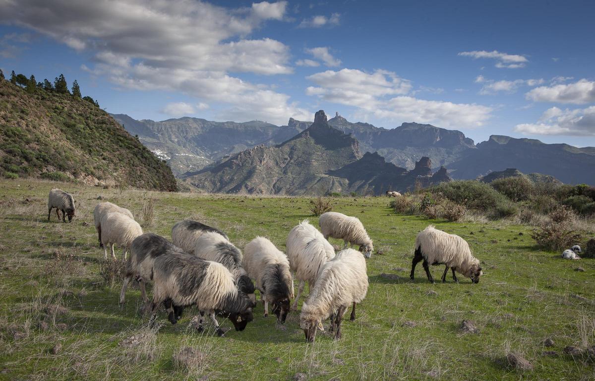 Ovejas comiendo hierba en la cumbre de Gran Canaria