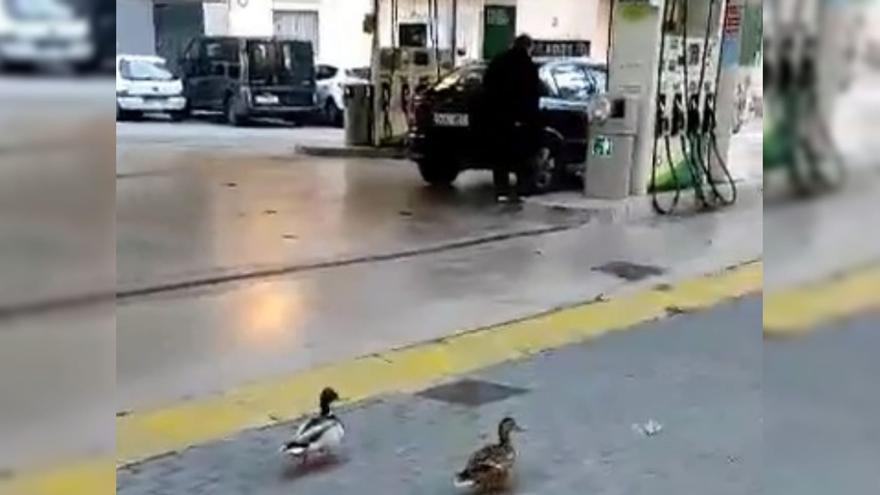 Vídeo viral | La gasolinera favorita de los patos de Castellón: no te pierdas el comentario