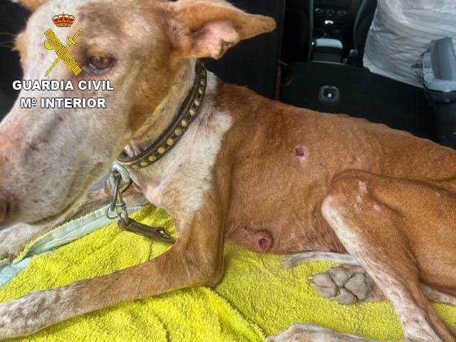 La Guardia Civil requisa dos perros en pésimo estado de salud en Fuerteventura