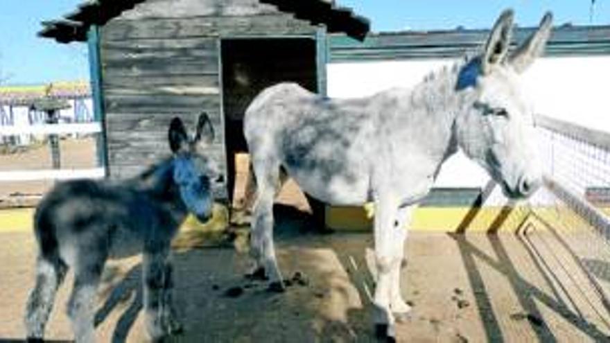 La UCO y Malpica van a colaborar en la conservación y mejora del burro andaluz