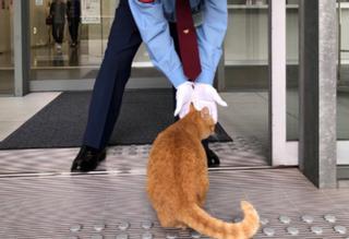 La historia de los dos gatos que llevan dos años intentando entrar a un museo