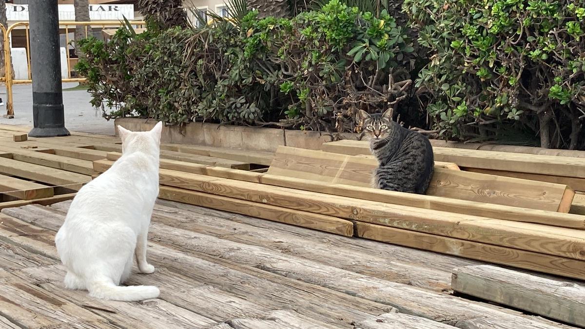 Felinos de la colonia del Hombre del Mar