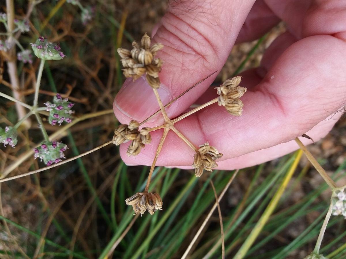 El Banco de Germoplasma Vegetal Andaluz: El Arca de Noé que custodia en Córdoba el futuro de la flora silvestre El Banco de Germoplasma Vegetal Andaluz: El Arca de Noé que custodia en Córdoba el futuro de la flora silvestre