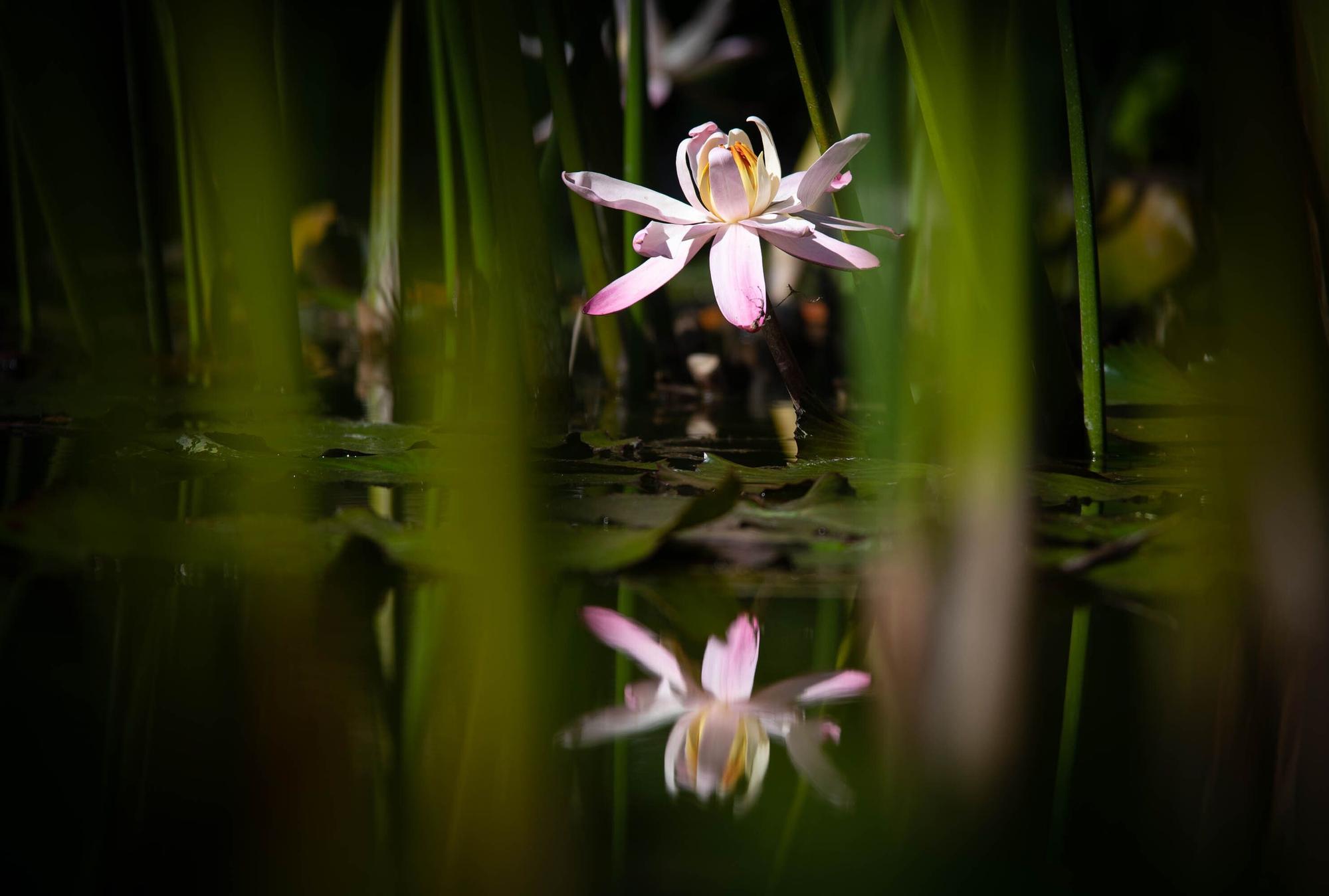 Reapertura Jardín Botánico