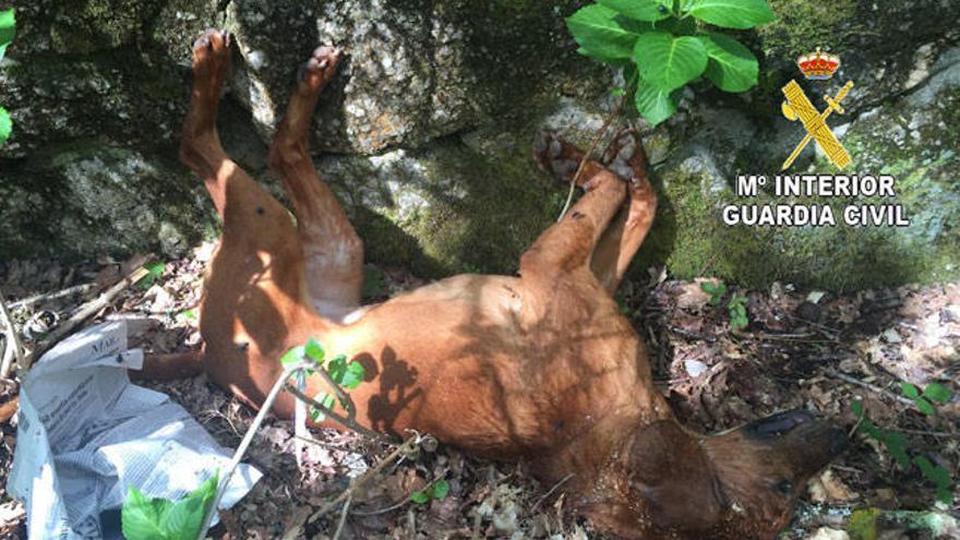 El cadáver del perro hallado en A Picaraña. // Guardia Civil