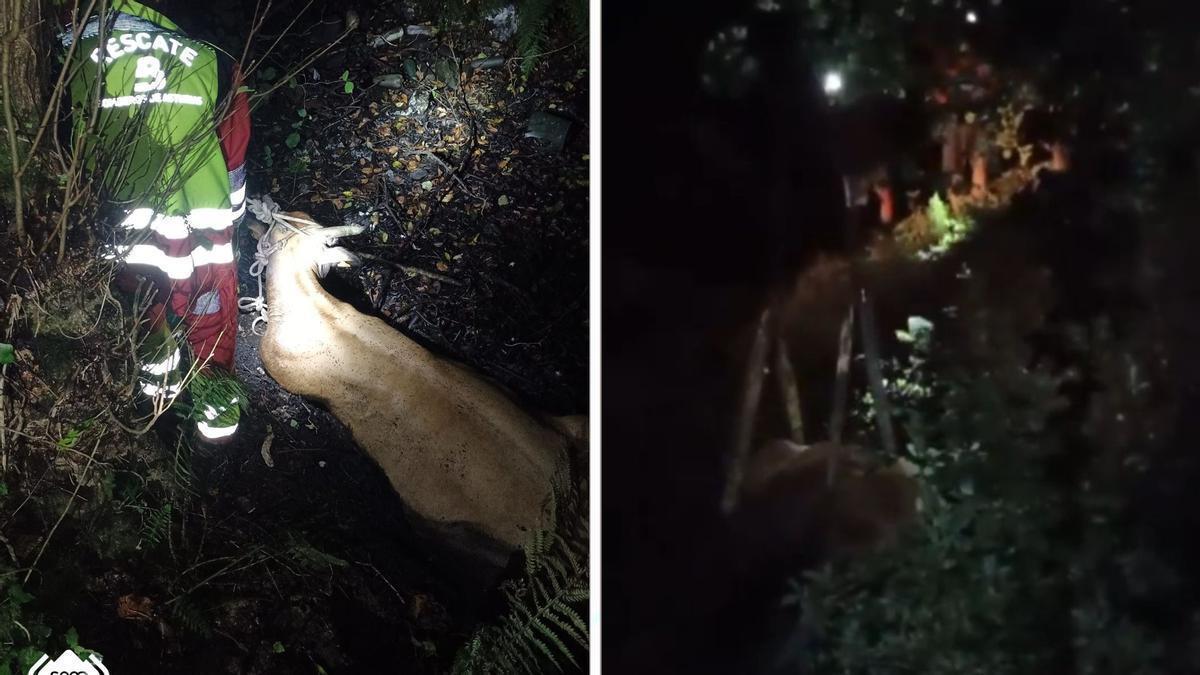 Así fue el complicado rescate de una vaca de 600 kilos en Siero: el animal vayó por un desnivel hasta la antigua vía de tren