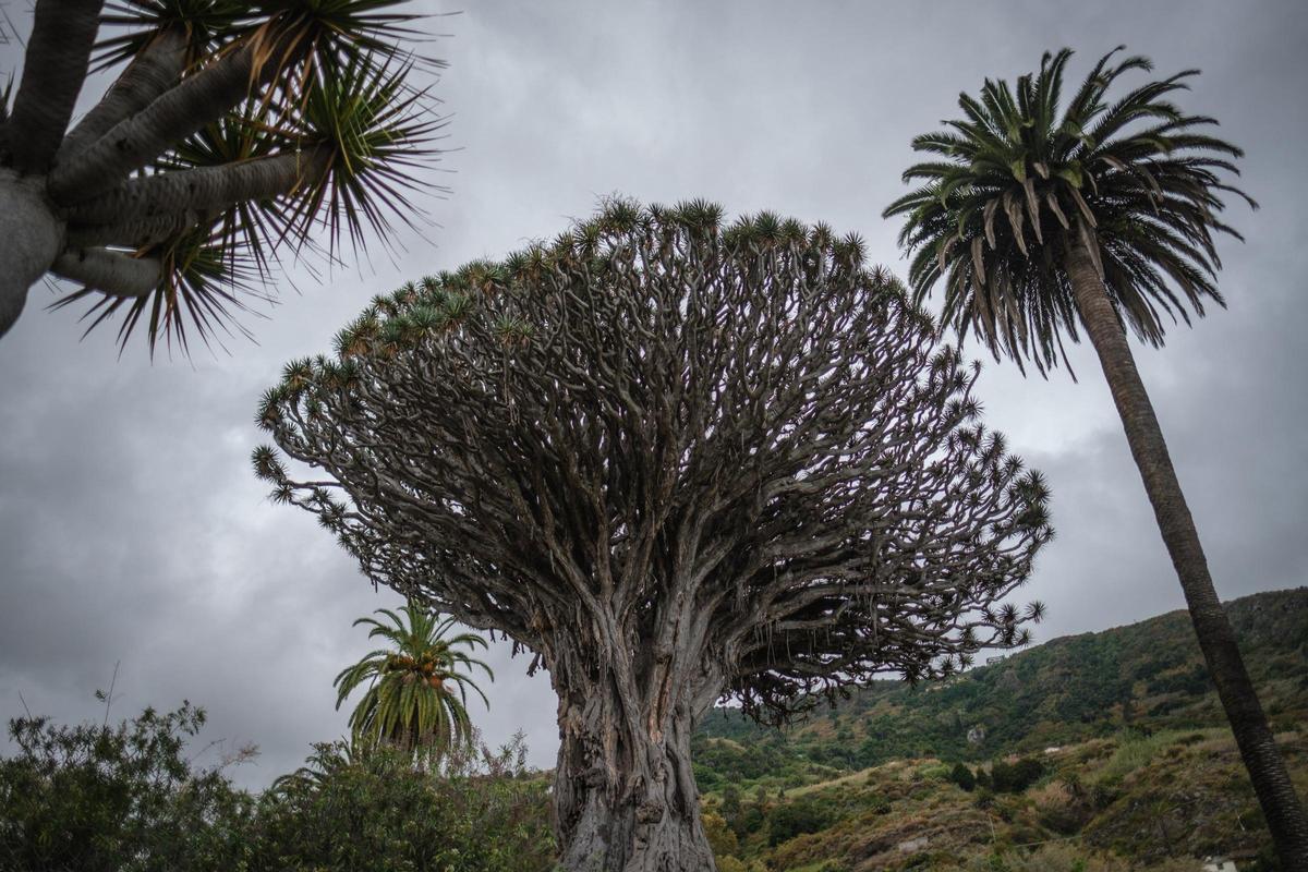 Drago Milenario de Icod de los Vinos, el más longevo de Tenerife.