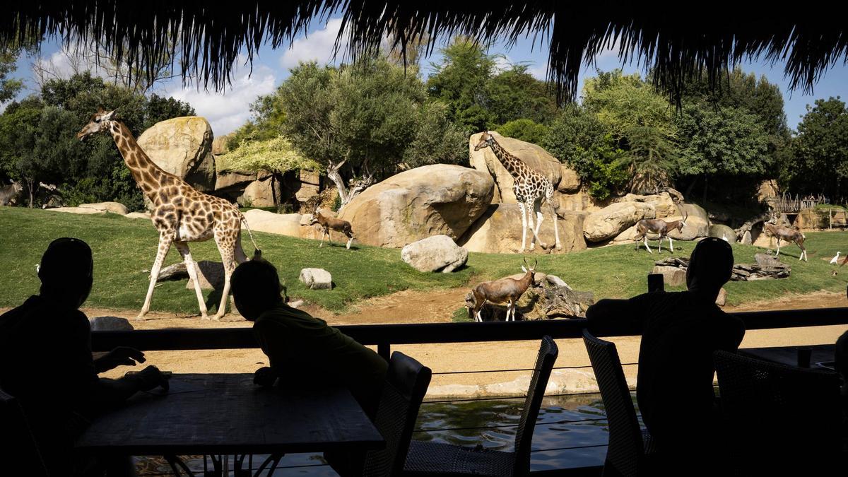Bioparc Valencia es una magnífica oportunidad para viajar a lejanos paisajes donde contemplar la naturaleza salvaje más amenazada