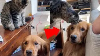 Se hace viral la amistad entre este golden retriever y un gato
