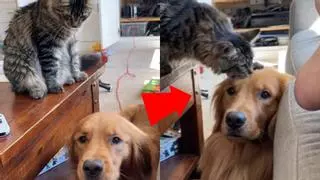 ¡No te lo pierdas! Este gato se lleva genial con un Golden Retriever