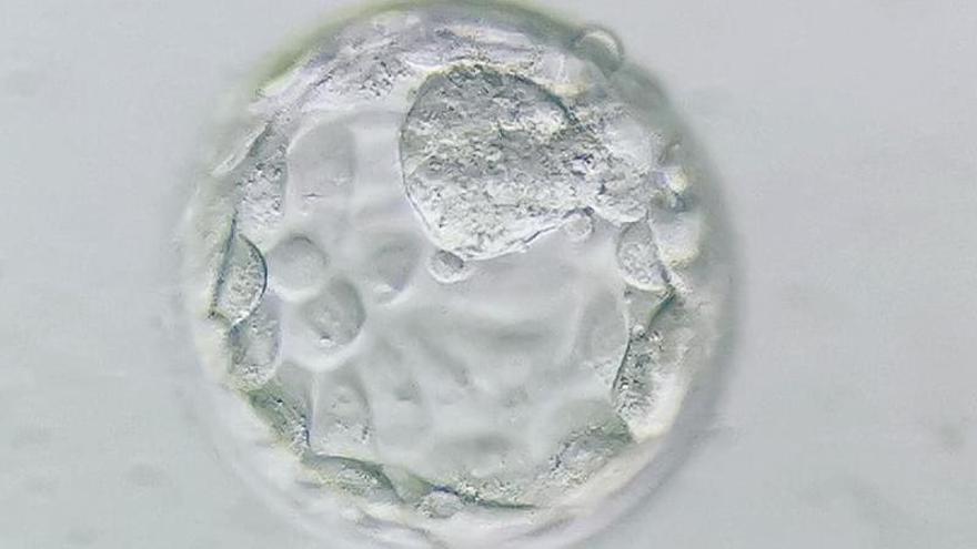 El cultivo de los embriones se realiza en incubadoras trigas