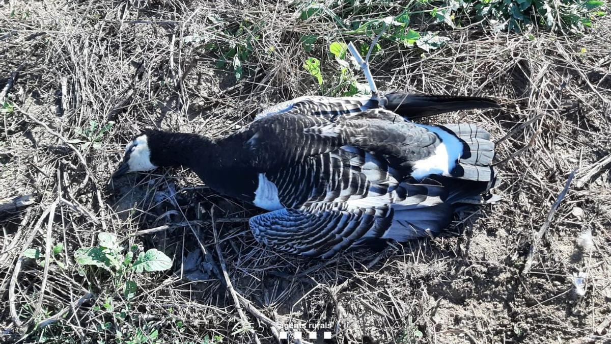 Un ejemplar de barnacla cariblanca (Branta leucopsis) muerto este sábado tras los disparos.