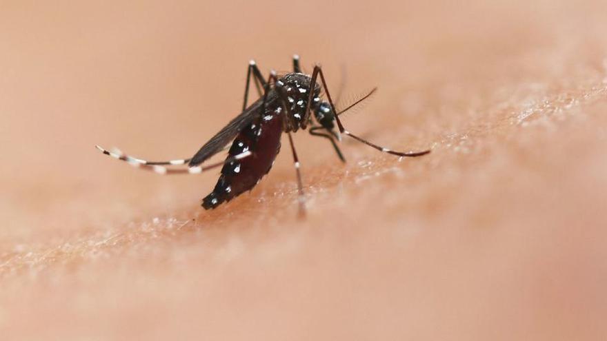 La especie de mosquito Aedes puede transmitir enfermedades como el chikungunya, el dengue y el zika