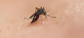 Virus del chikungunya en Mallorca: "En Son Espases tenemos casos cada año, no es nada nuevo"