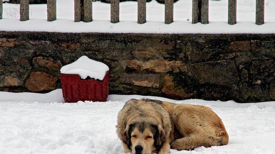 Un perro dormita sobre la nieve, en León