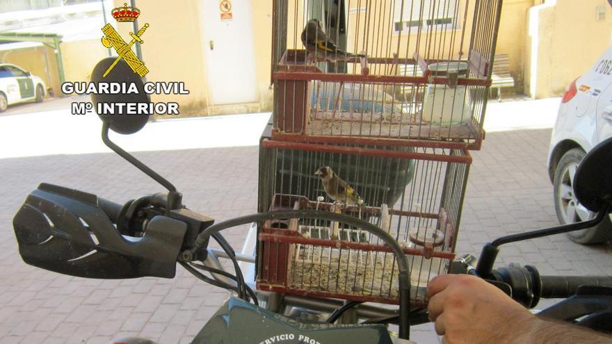 Sorprenden a un cazador furtivo de jilgueros en Caravaca de la Cruz