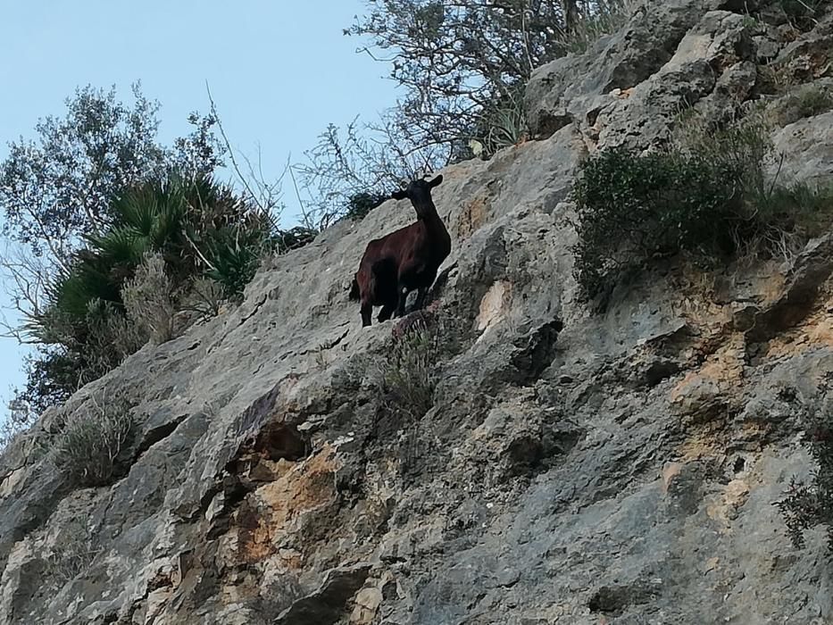 Alarma en Galilea por una cabra encaramada al borde de la carretera