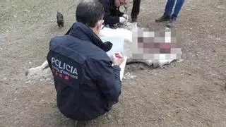 Troben tres cavalls morts en una hípica del Ripollès, dos d'ells sacrificats amb una arma de foc