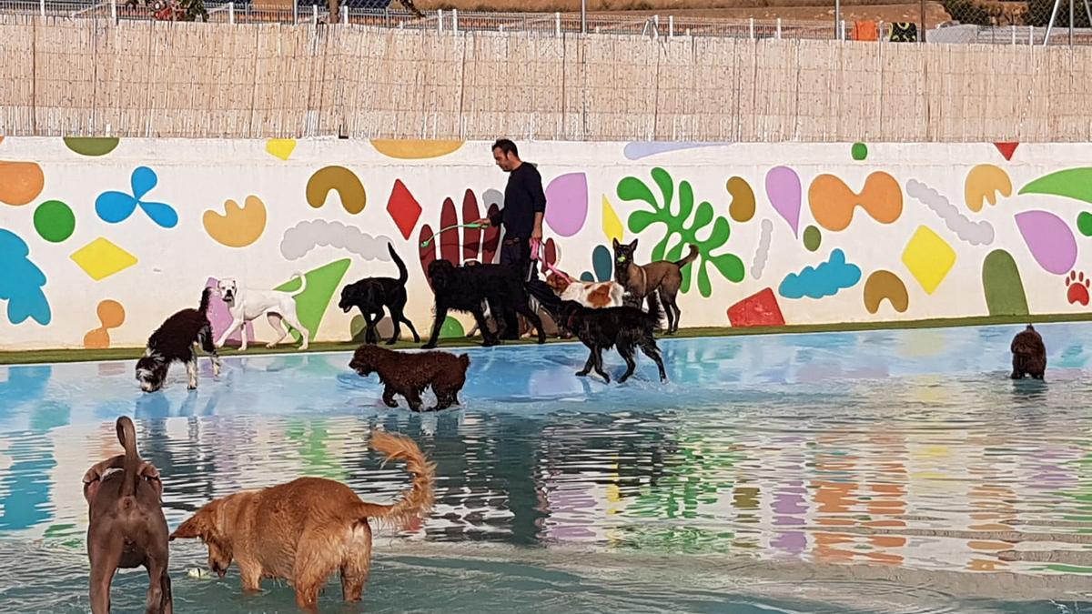 Gos Aventura cuenta con una gran piscina para perros
