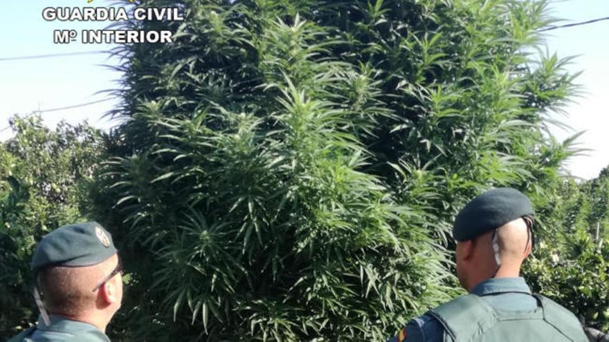 La Guardia Civil intercepta más de una tonelada de marihuana en Totana