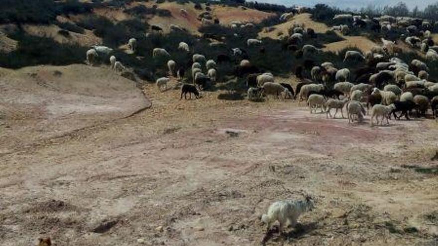 Uno de los puntos elegidos para adecuar un abrevadero en Gramedo