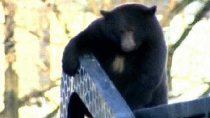 Un oso en la basura