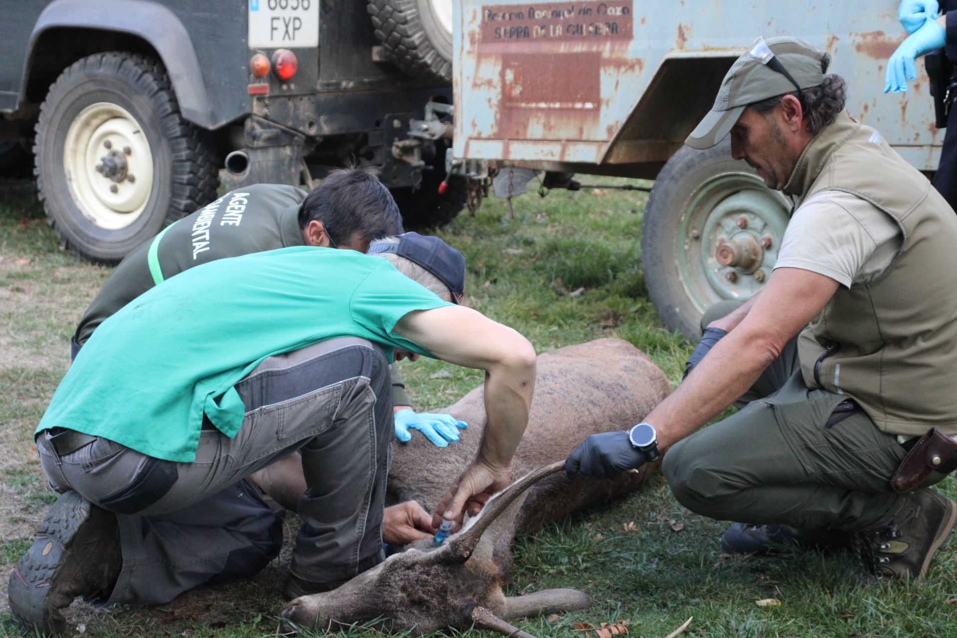 GALERÍA | Rescate de un ciervo enfermo en Puebla