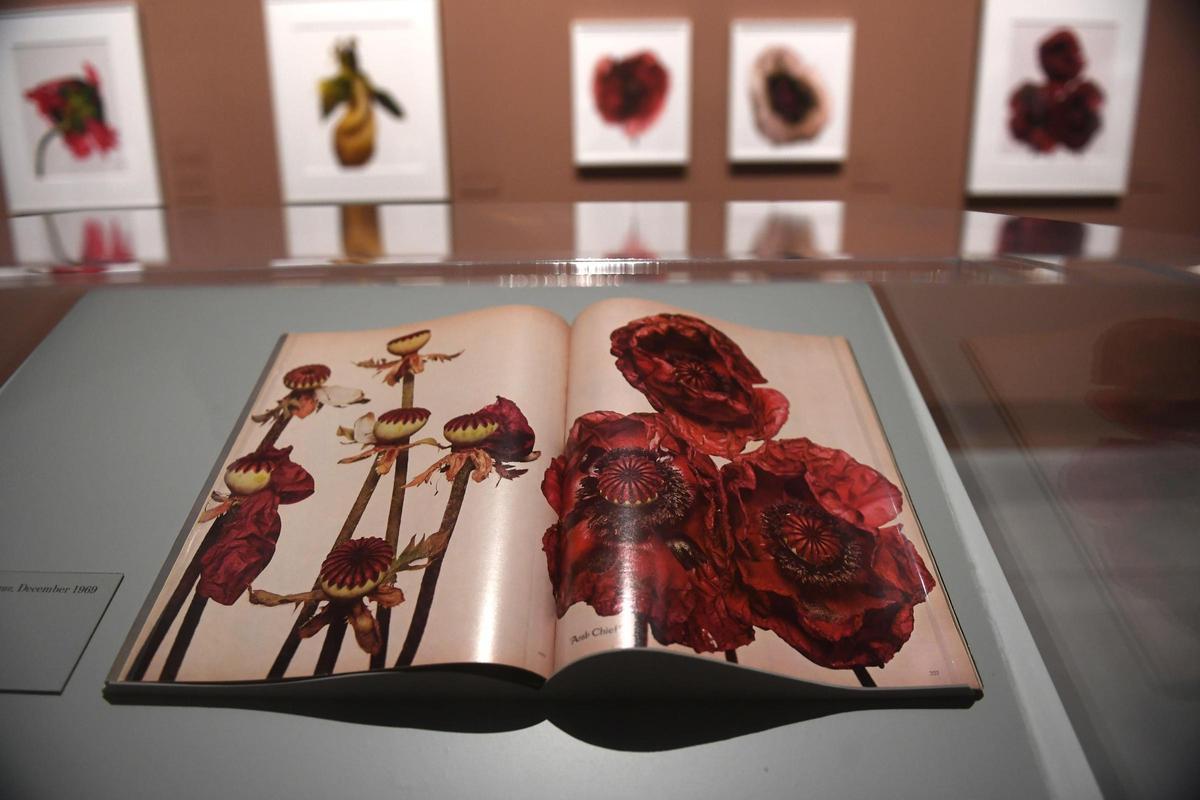 Exposición 'Irving Penn: Centennial' en el Muelle de Batería de A Coruña